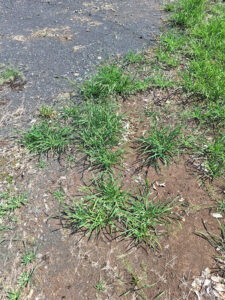 東京都立川市 雑草