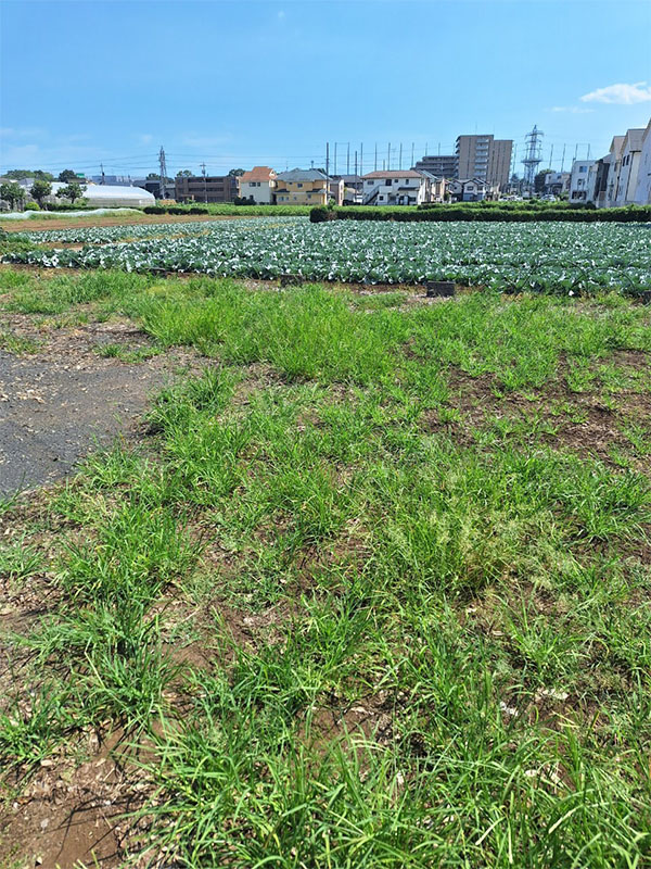 東京都立川市 畑の前 雑草