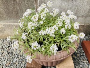 スーパーアリッサム