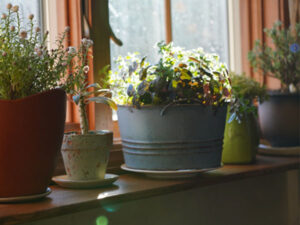植木鉢 室内