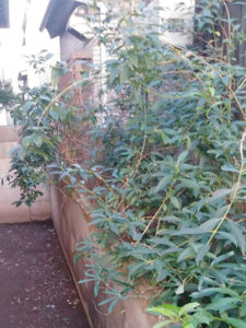 東京都東村山市 施工前