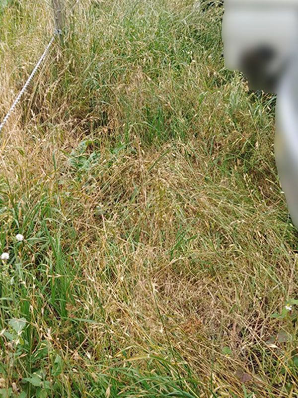 東京都国分寺市 草刈り 施工前