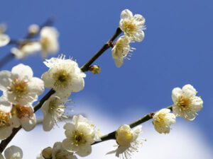 梅の花