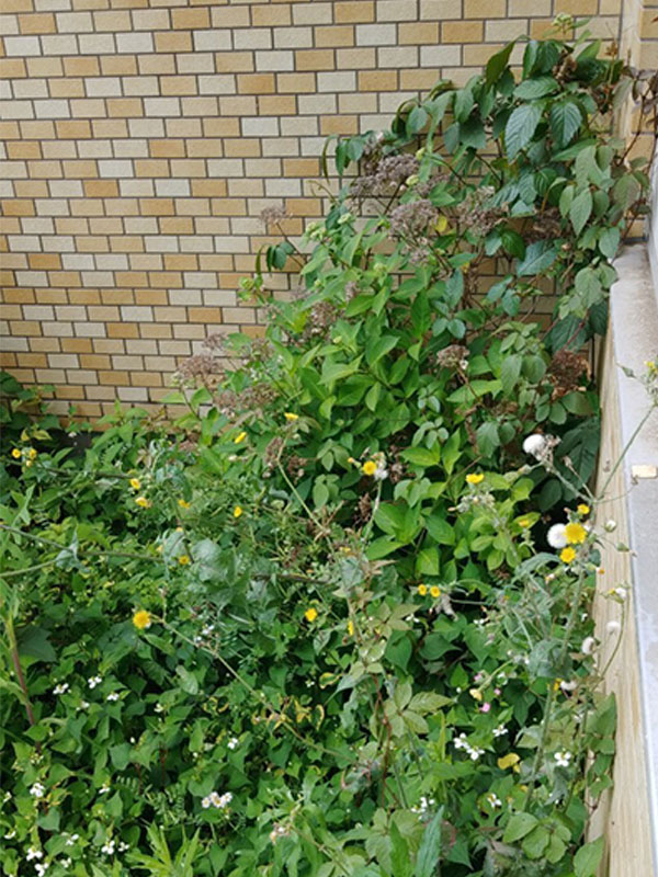 東京都大田区 草刈り前