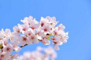 さくら