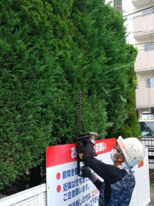 埼玉県入間市 剪定中