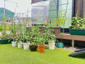 プランター 鉢植え