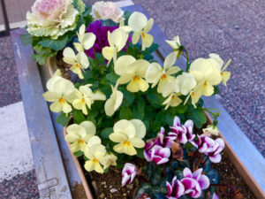 プランター 花