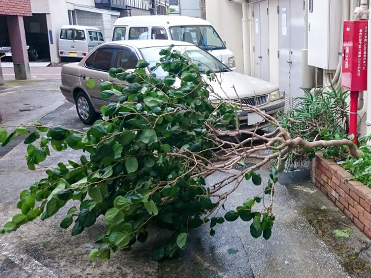 台風 倒木