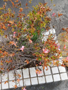 東京都八王子市 植え込み