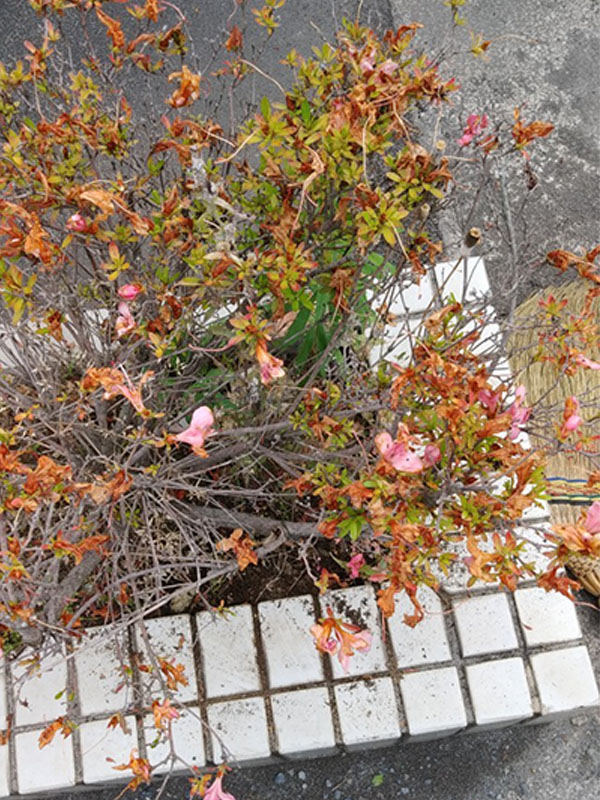東京都八王子市 植え込み