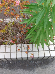 東京都八王子市 植え込み 清掃後