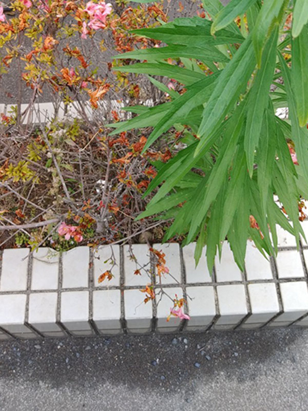 東京都八王子市 植え込み 清掃後